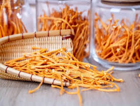 6 lợi ích của đông trùng hạ thảo dựa trên khoa học